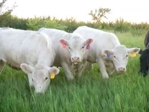 Charolais Cows