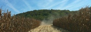 Corn Harvest in the Bluffs.