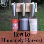 humanely harvest meat birds