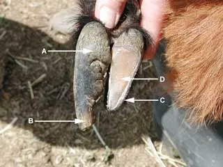 Comparison of a hoof.