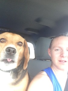 beagle riding