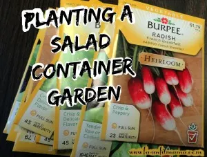 Salad Container Gardening