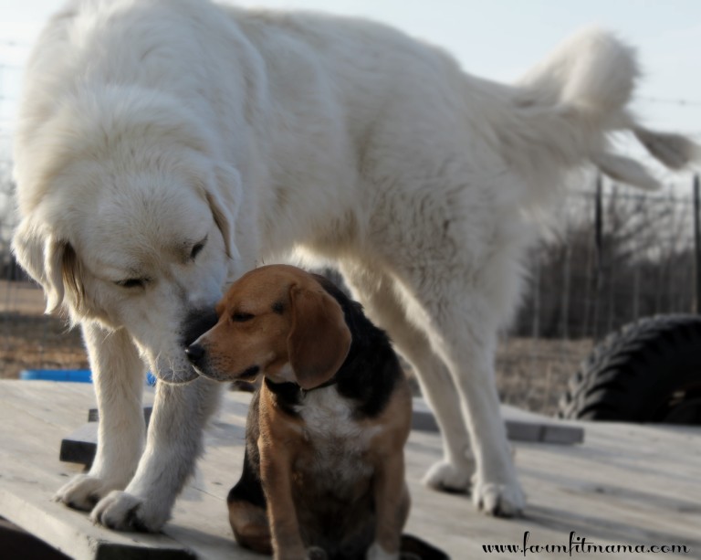 Sage and Si