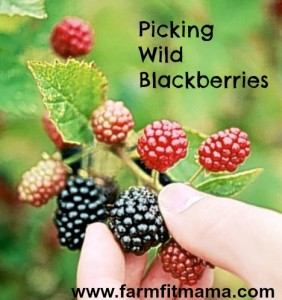 Picking Wild Blackberries