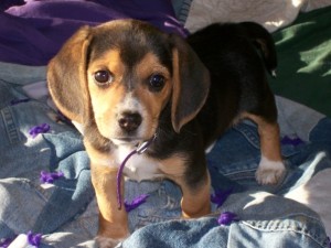 Baby Sage
