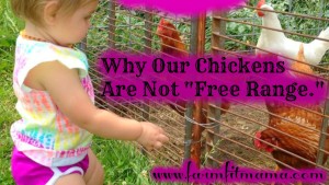 Why Our Chickens Are Not Free-Range