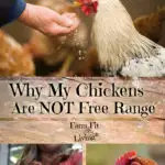 why my chickens are not free range