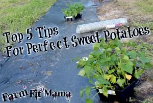 Planting Perfect Sweet Potatoes