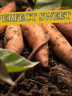 tips for planting perfect sweet potatoes