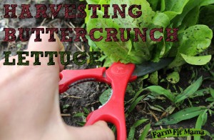 fresh crisp Buttercrunch Lettuce