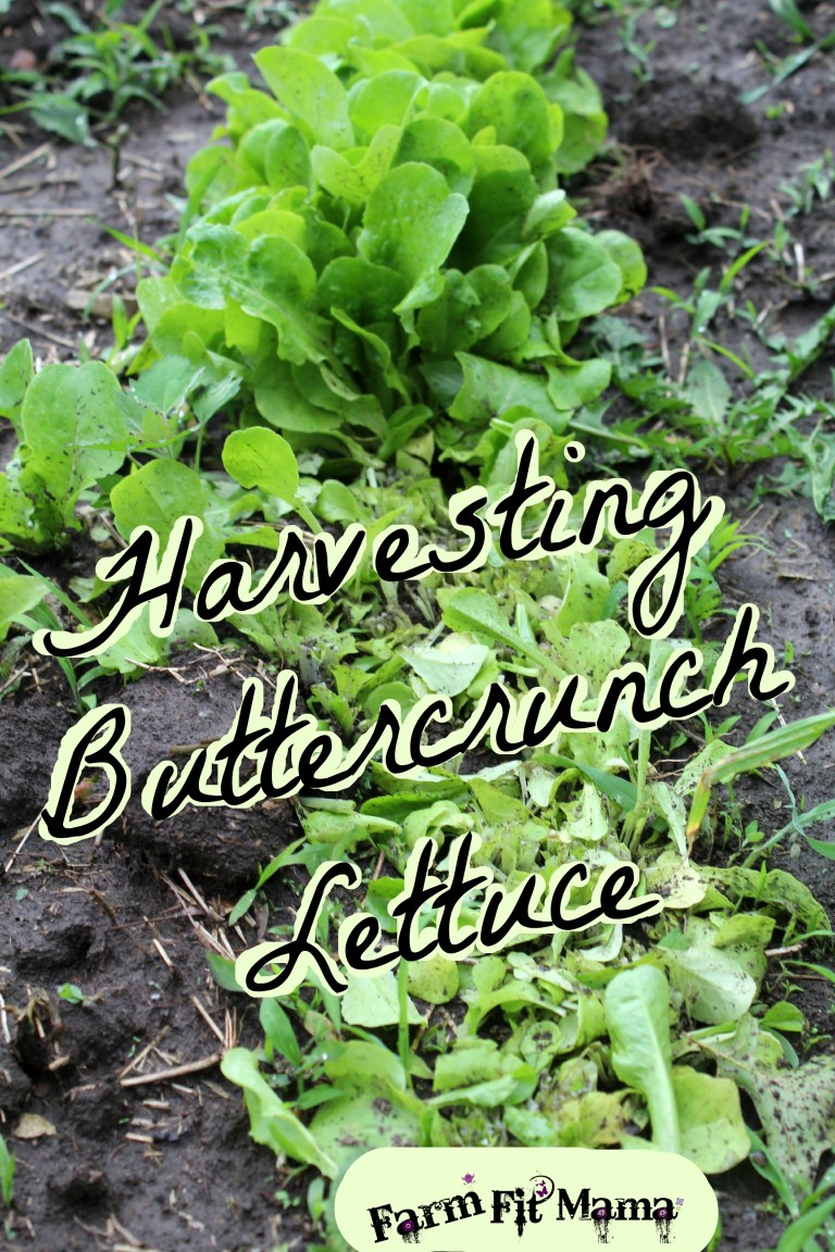 Fresh Crisp Buttercrunch Lettuce