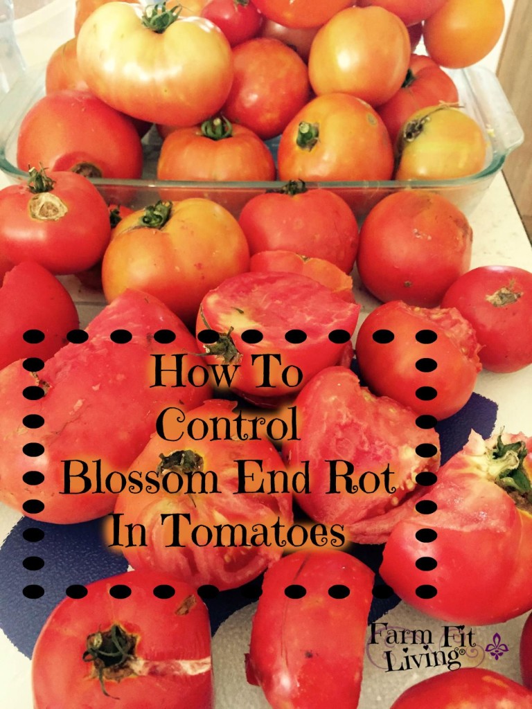 How to Control Blossom End Rot in Tomatoes