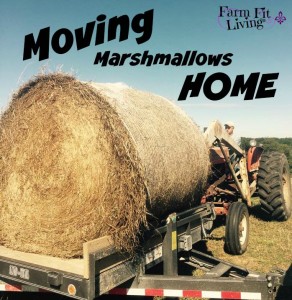 Moving Marshmallows Home