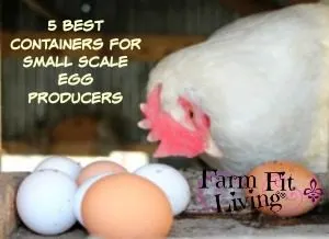 5 Best Containers for Small Scale Egg Producers