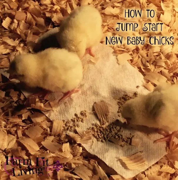 How to Jump Start Baby Chicks