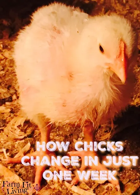 How Chicks Change in Just One Week