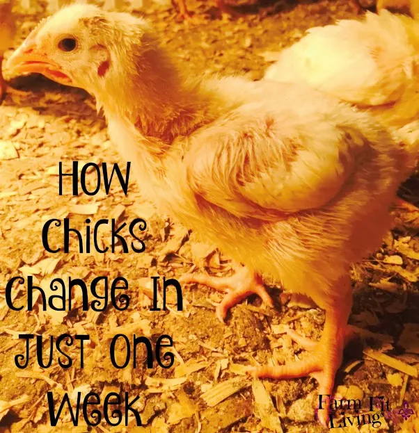 How Chicks Change In Just One Week