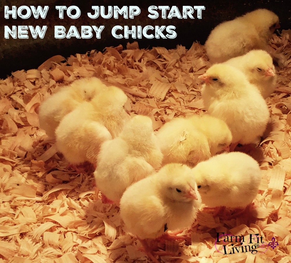 How to Jump Start New Baby Chicks