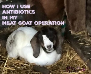 How I use antibiotics in my meat goat operation