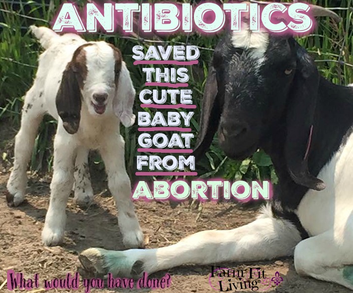 Antibiotics in my Meat Goat Operation