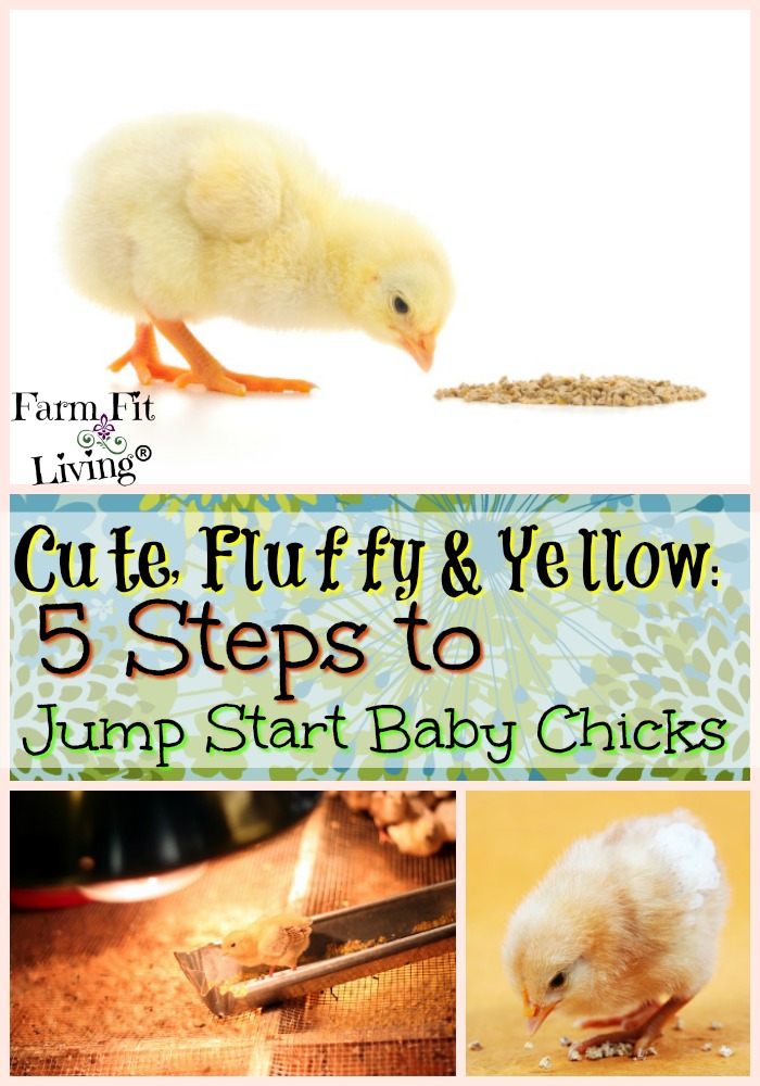 Jump Start Baby Chicks