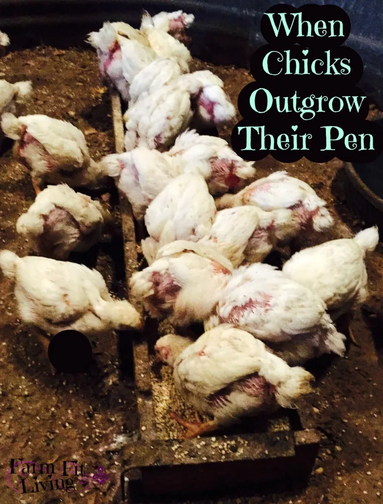 When Chicks Outgrow Their Pen