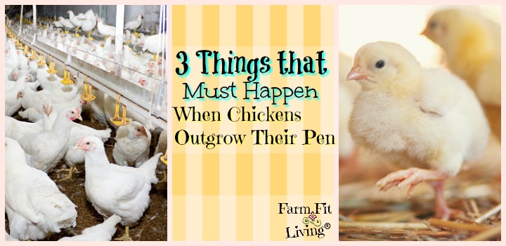 3 Things that Must Happen when Chickens Outgrow Their Pen