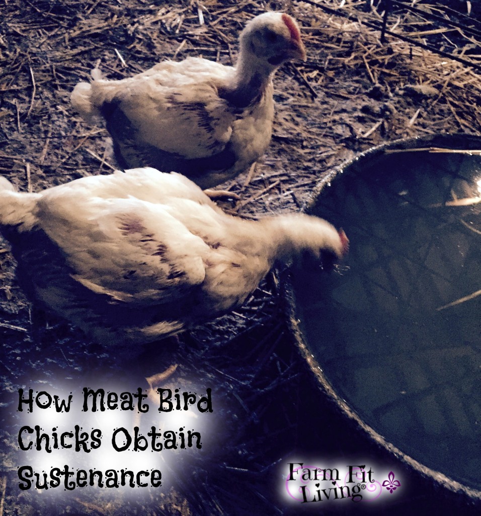 How Chicks Obtain Sustenance
