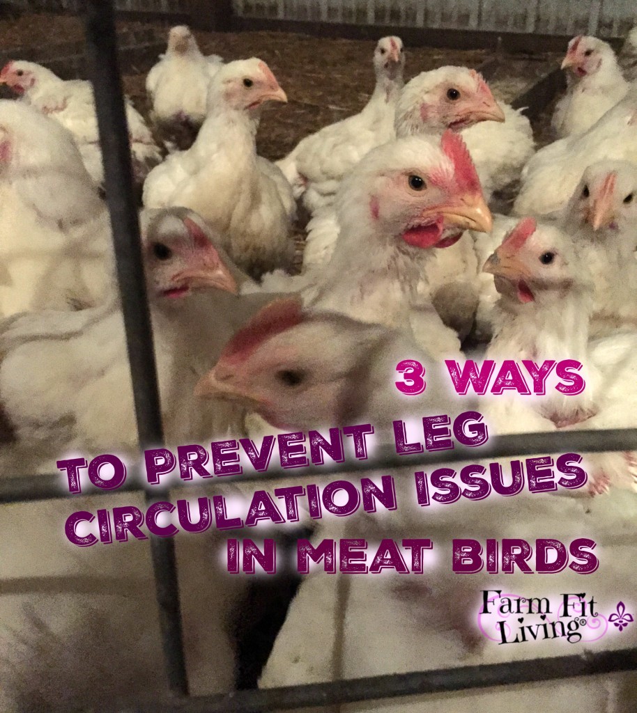 Prevent Leg Circulation Issues in Meat Birds