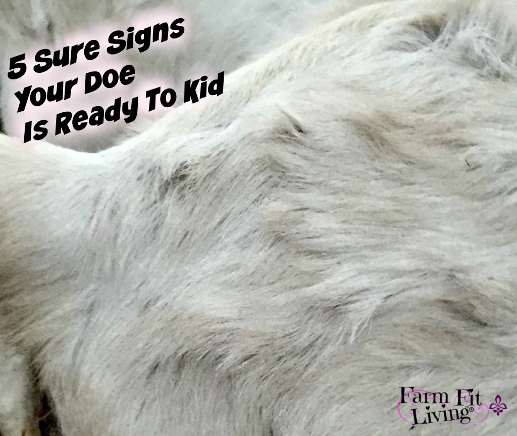 5 Sure Signs Your Doe Is Ready To Kid