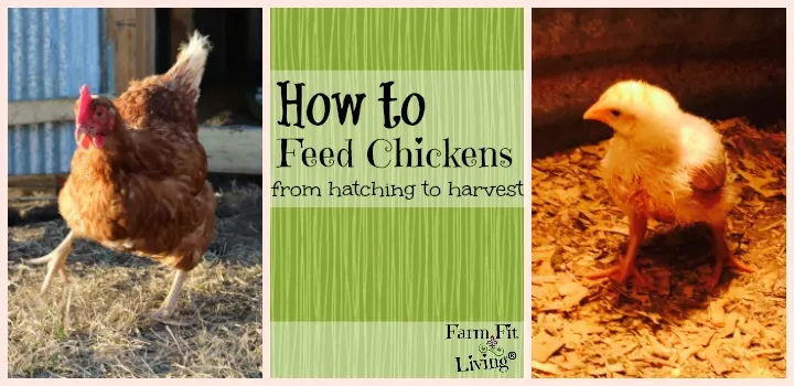 how to feed chickens from hatching to harvest