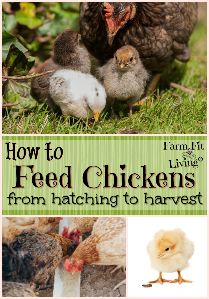 How to Feed Chickens from Hatching to Harvest