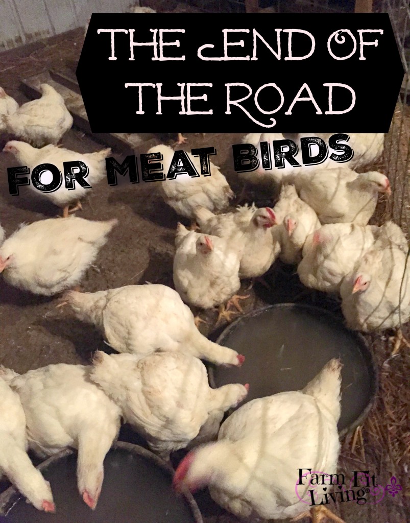 The End Of The Road for Meat Birds