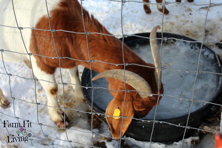 Winter goat care guide