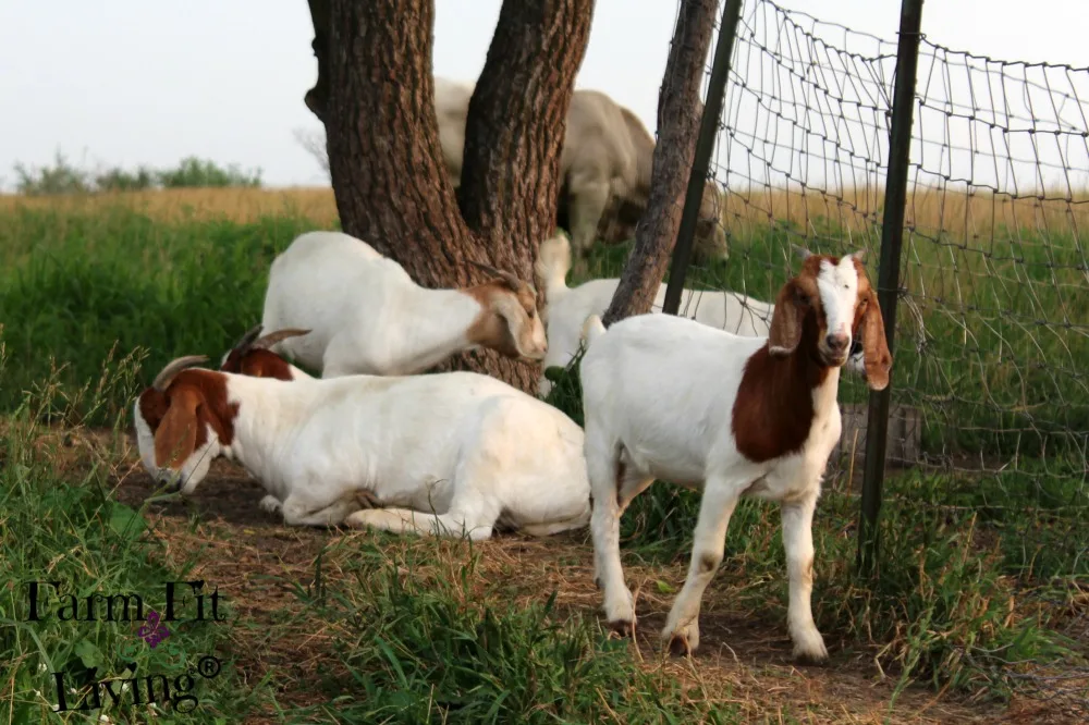 DIY Goat Mineral Feeder