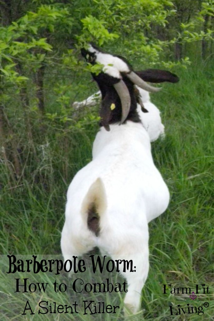 Best Treatment for Barber Pole Worms in goats