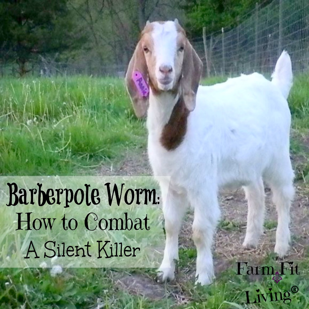 Best Treatment for Barber Pole Worms in goats