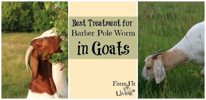 best treatment for barber pole worms in goats