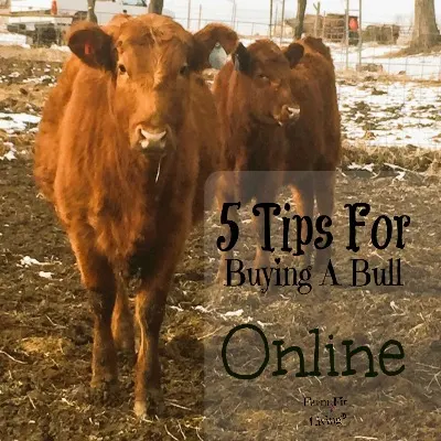 buying a bull online