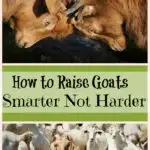 How to Raise Goats Smarter Not Harder