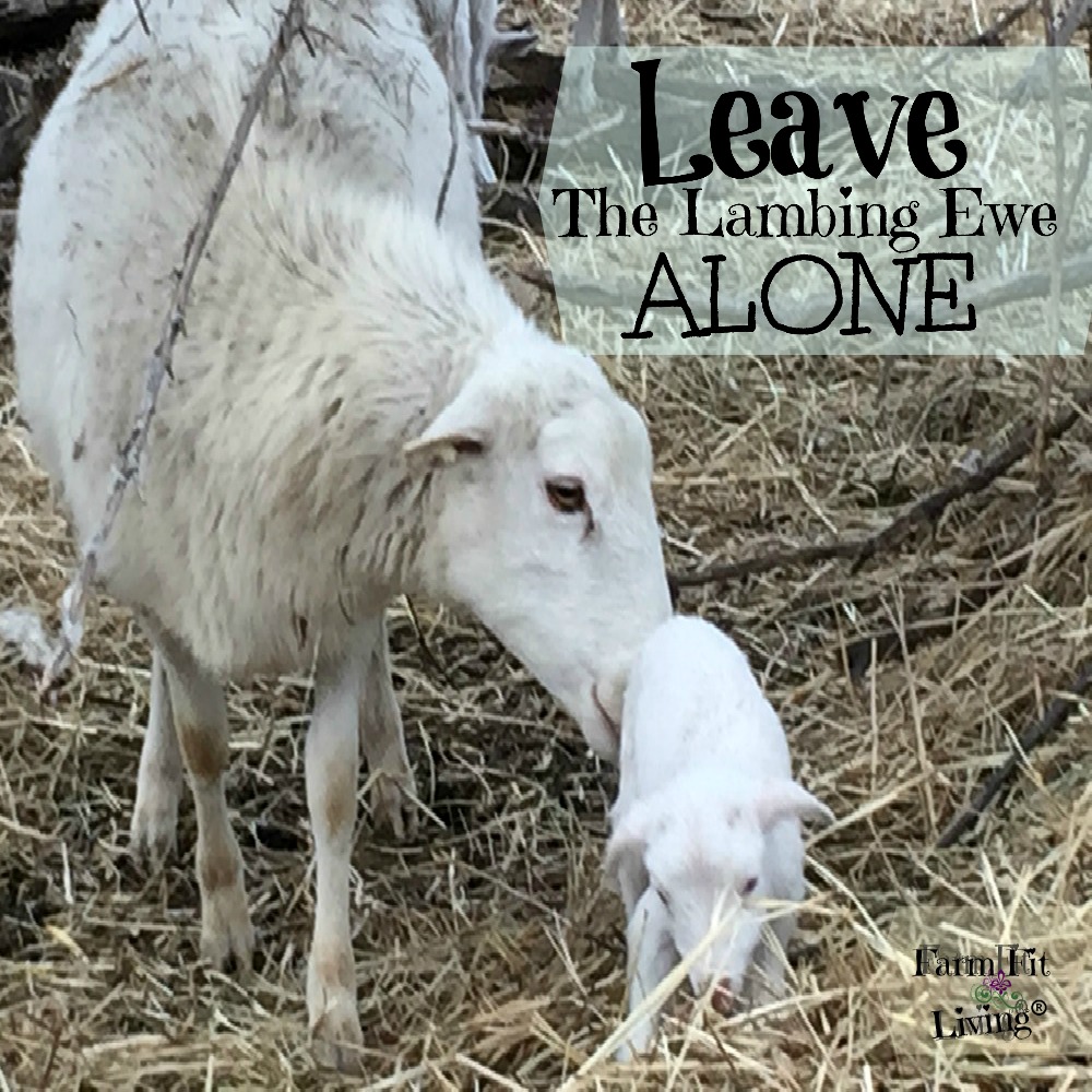 Leave Lambing Ewe Alone