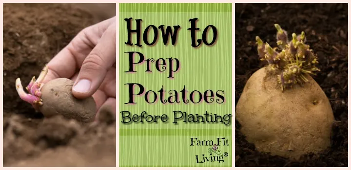 potato prep before Planting