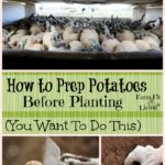 potato prep before planting