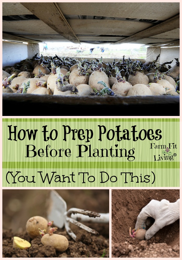 potato prep before planting