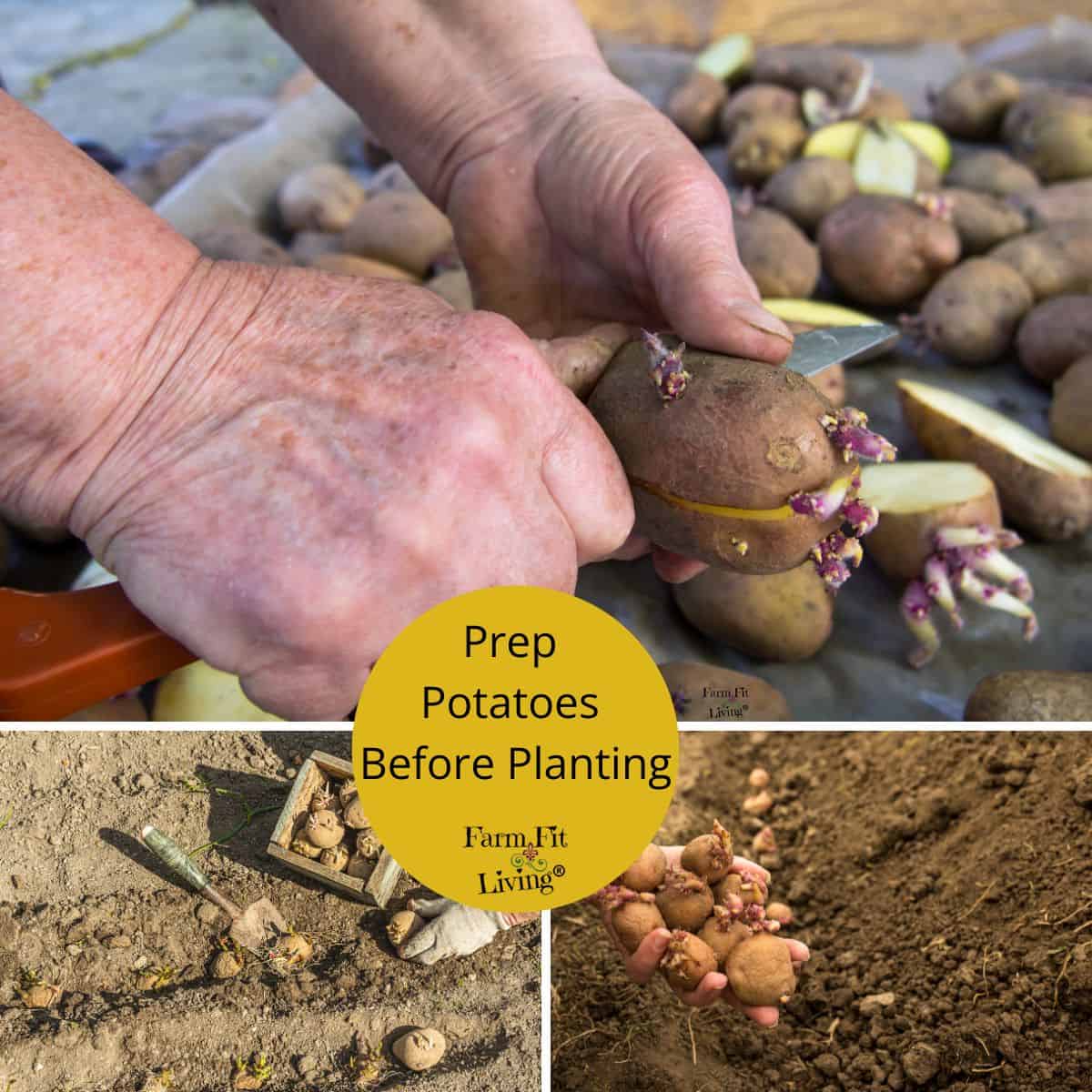 Potato Prep: How to Prepare Your Spuds for Planting