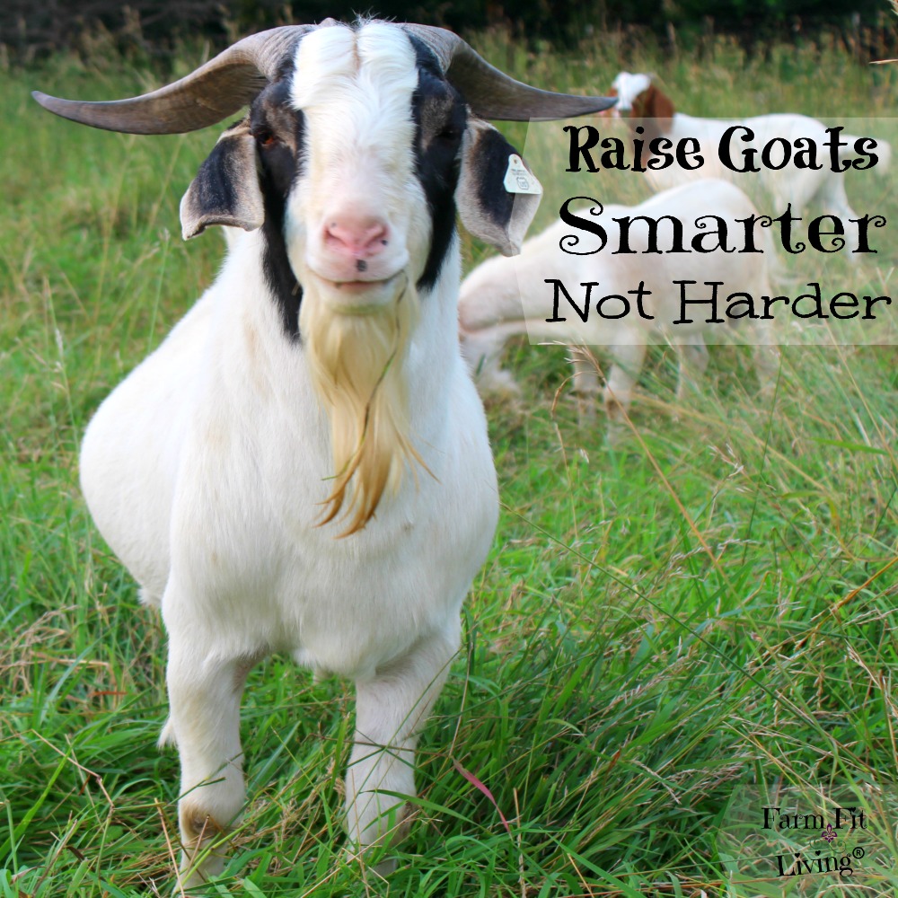 raise goats smarter not harder