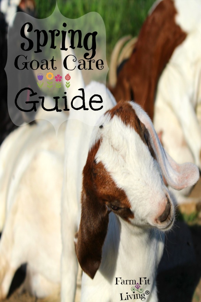 Spring Goat Care Guide