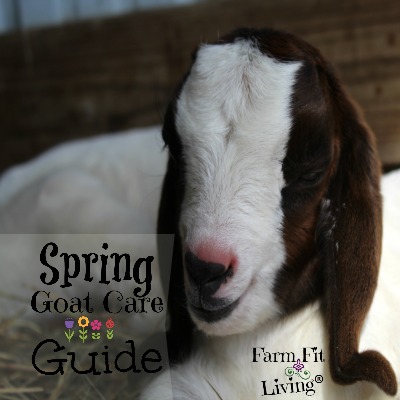 spring goat care guide