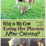 cow eating her placenta