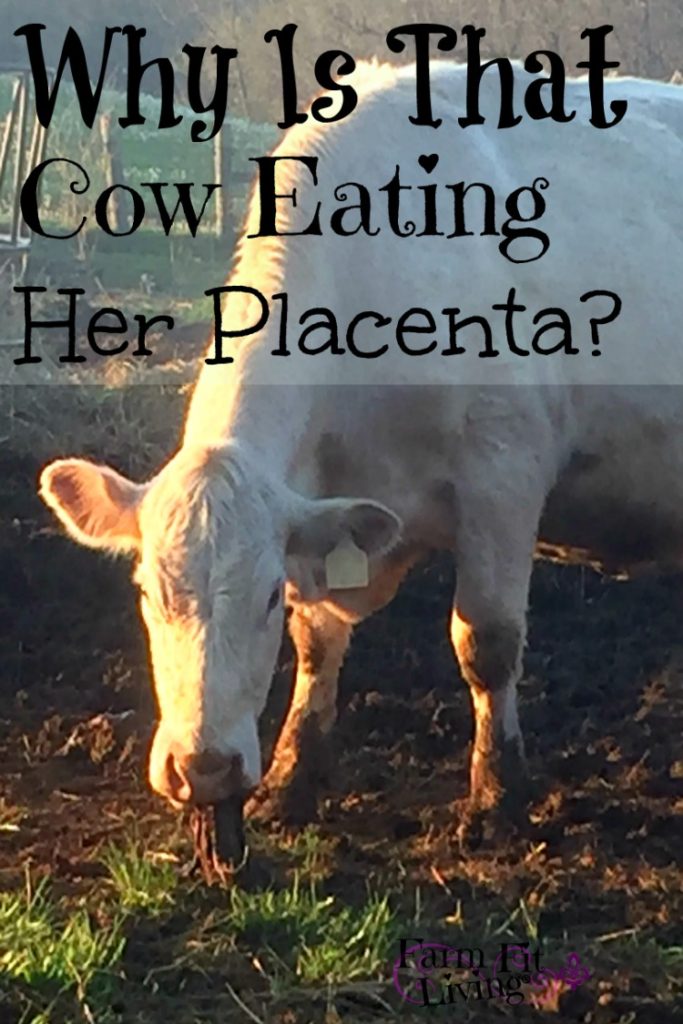Cow Eating Her Placenta
